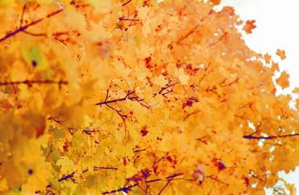 Herbstfarben